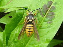 Paranthrene simulans