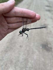 Somatochlora williamsoni