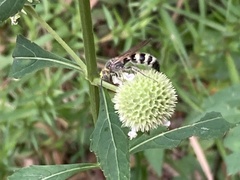 Dielis plumipes