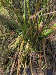 Philydrum lanuginosum