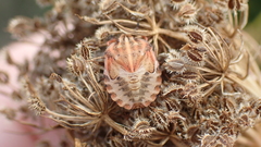 Graphosoma italicum italicum