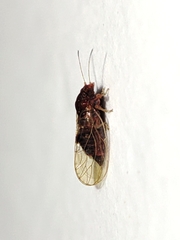 Cacopsylla melanoneura