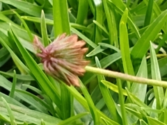 Trifolium