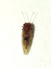 Cacopsylla melanoneura