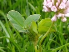 Trifolium