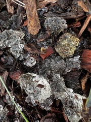 Didymium mucilago