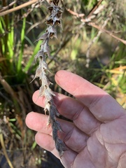 Philydrum lanuginosum