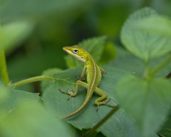 Anolis carolinensis