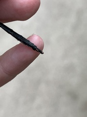 Somatochlora williamsoni