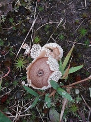 Lycoperdon marginatum