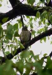 Accipiter badius