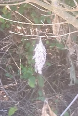 Thyridopteryx ephemeraeformis