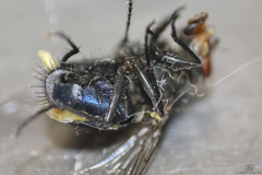 Calliphora vicina