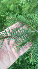Picea glauca