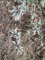 Artemisia douglasiana