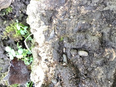Holoverticata