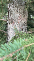 Picea glauca