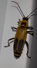 Chauliognathus pensylvanicus