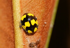 Illeis galbula