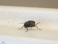 Calliphora vicina