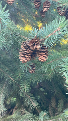 Picea glauca