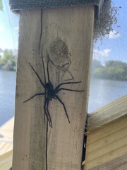 Dolomedes scriptus