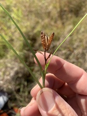 Hypoxis