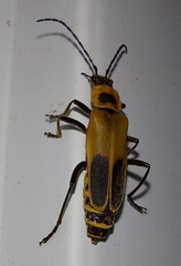 Chauliognathus pensylvanicus