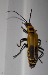 Chauliognathus pensylvanicus