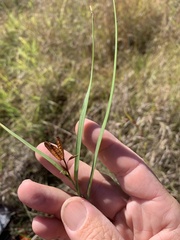 Hypoxis