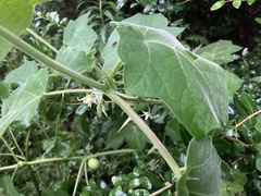 Solanum viarum