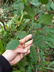 Dolichandra unguis-cati