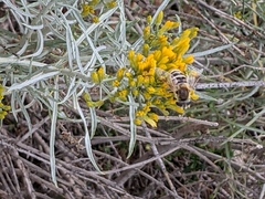 Eristalis stipator