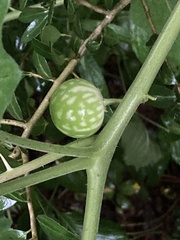 Solanum viarum