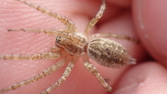 Allagelena gracilens