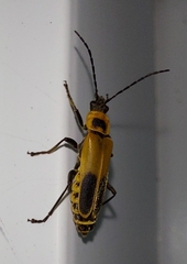 Chauliognathus pensylvanicus