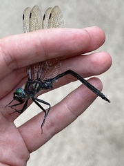 Somatochlora williamsoni