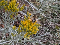 Eristalis stipator