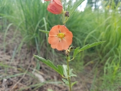 Sphaeralcea hastulata