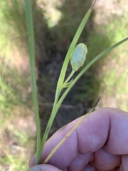 Hypoxis