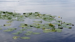 Nuphar polysepala