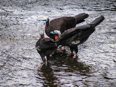 Black-Fronted Piping-Guan photo 4