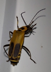 Chauliognathus pensylvanicus