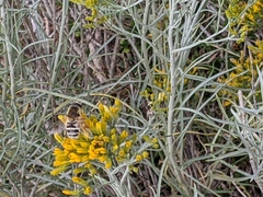 Eristalis stipator