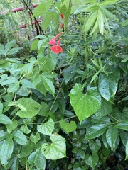Ipomoea hederifolia