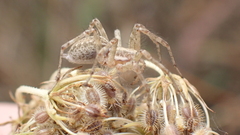 Allagelena gracilens