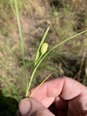 Hypoxis