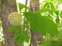 Callirhytis seminator