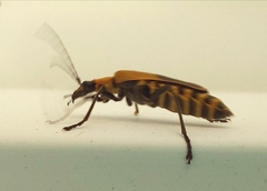 Chauliognathus pensylvanicus