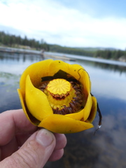 Nuphar polysepala
